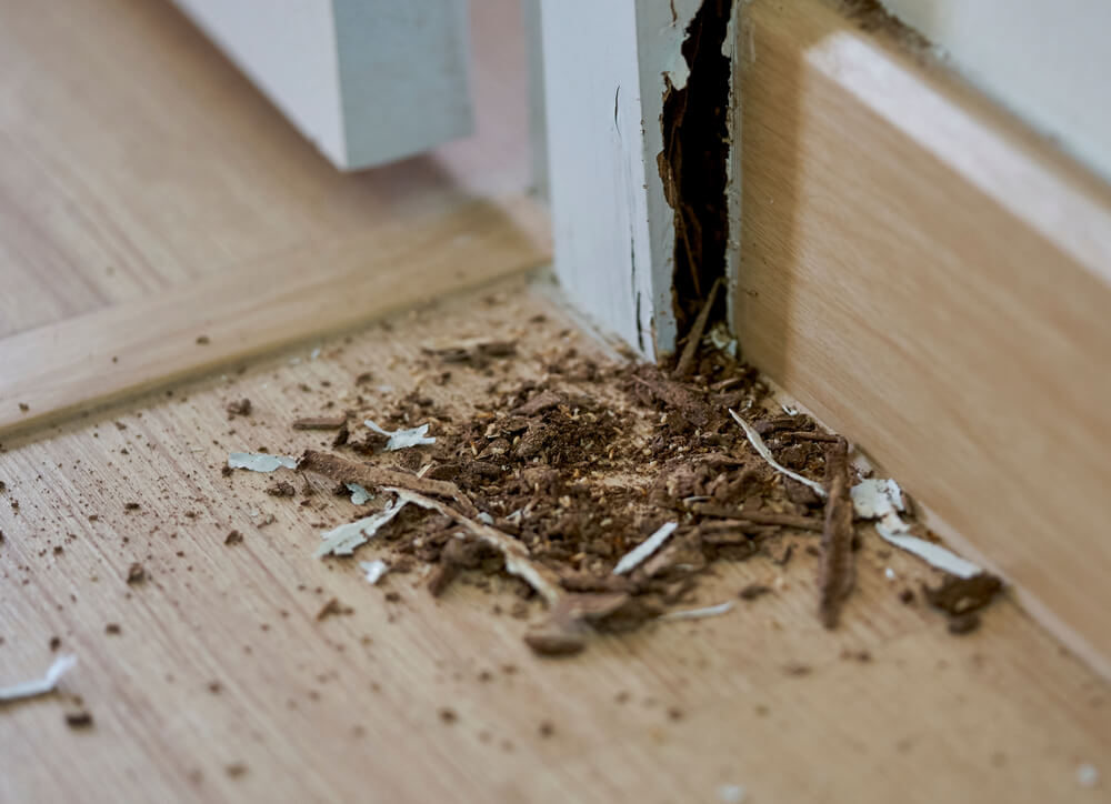 How To Identify A Termite Infestation In Your Home