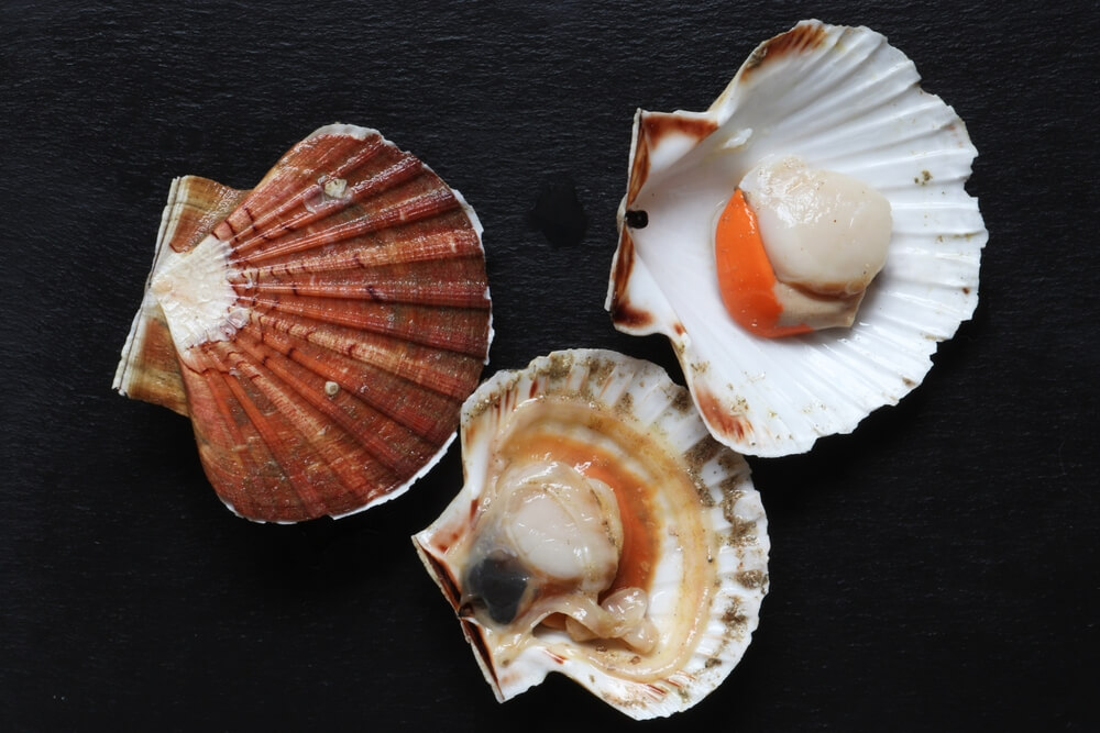 Nutritional Benefits Of Eating Scallops