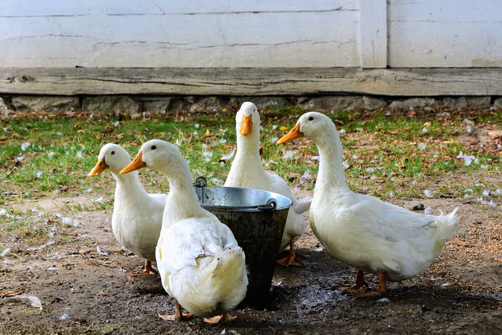 The Best Foods To Feed Domestic Ducks