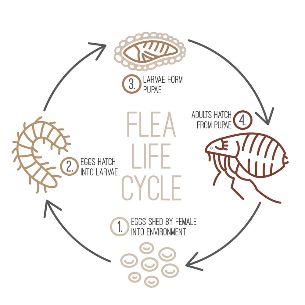 The Life Cycle Of A Flea