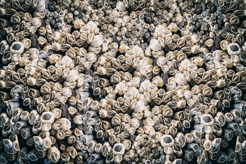 The Role Of Barnacles In Marine Ecosystems