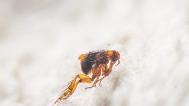 What Do Fleas Look Like A Guide To Identifying Fleas