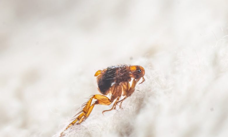 What Do Fleas Look Like A Guide To Identifying Fleas