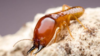 What Do Termites Look Like And How To Get Rid Of Them