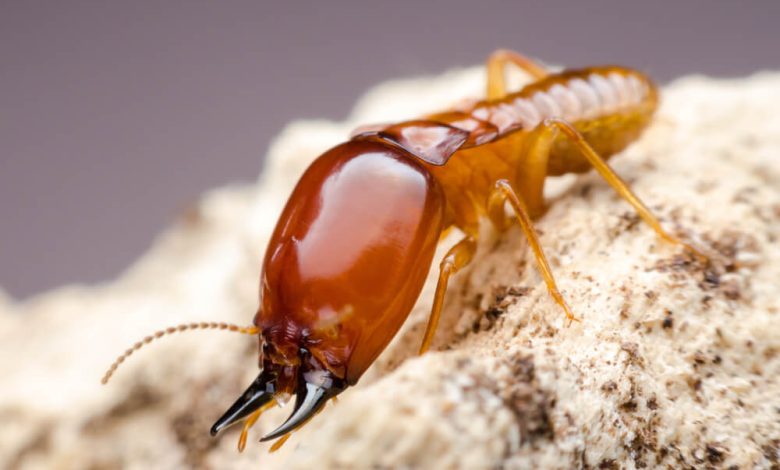 What Do Termites Look Like And How To Get Rid Of Them